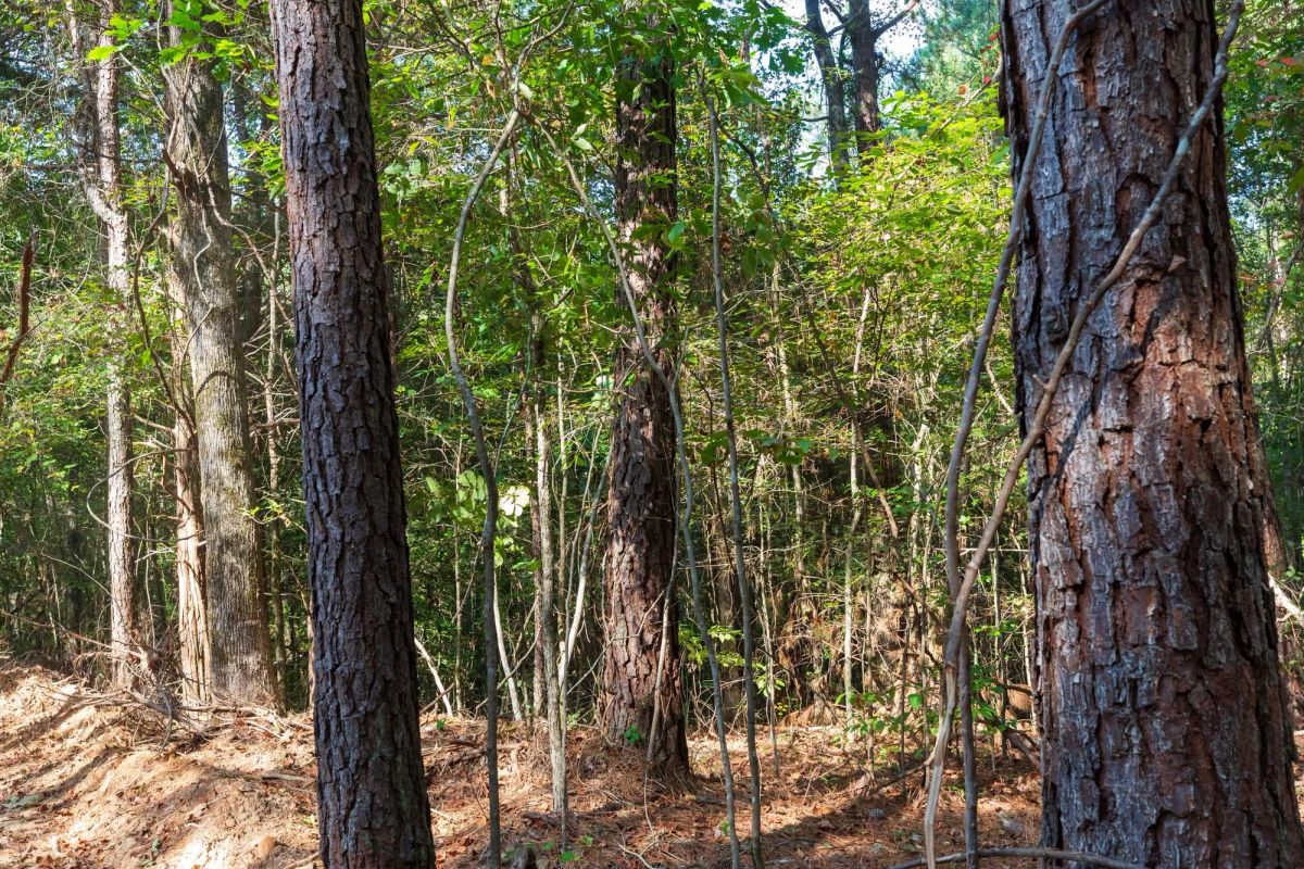 Decorative background for Willow Grove Tract 4 image 13