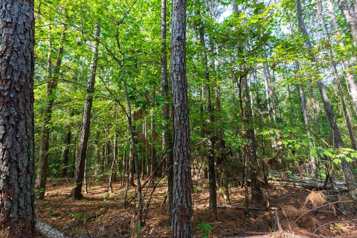 Decorative background for Willow Grove Tract 4 image 14