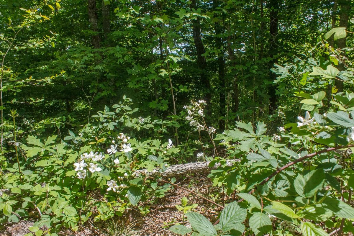 Riverbend Tract 13 - Image 3