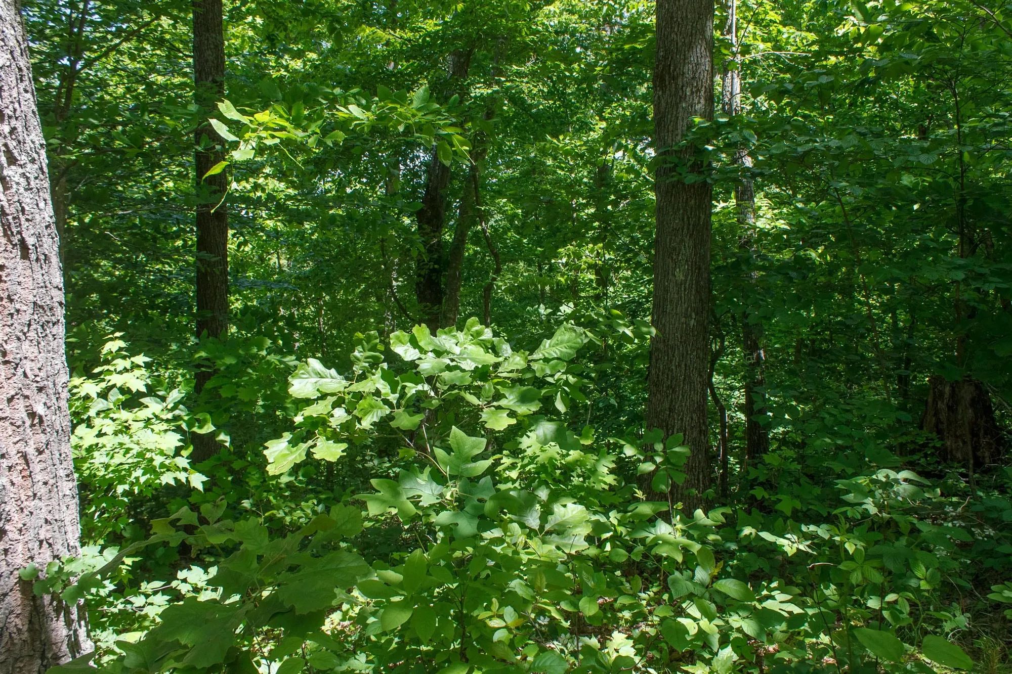 Riverbend Tract 13 in Wayne County, KY