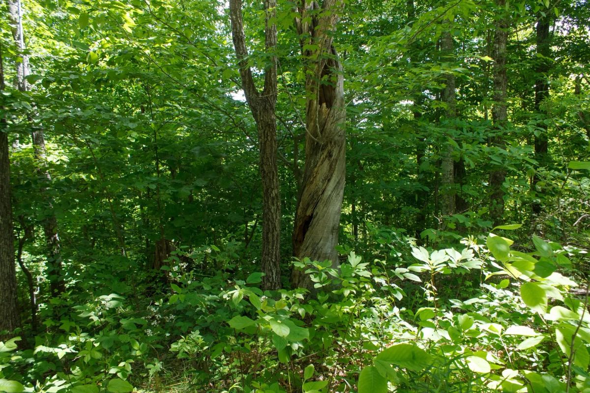 Decorative background for Riverbend Tract 13 image 5
