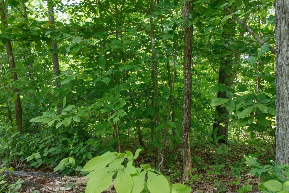 Decorative background for Riverbend Tract 13 image 6