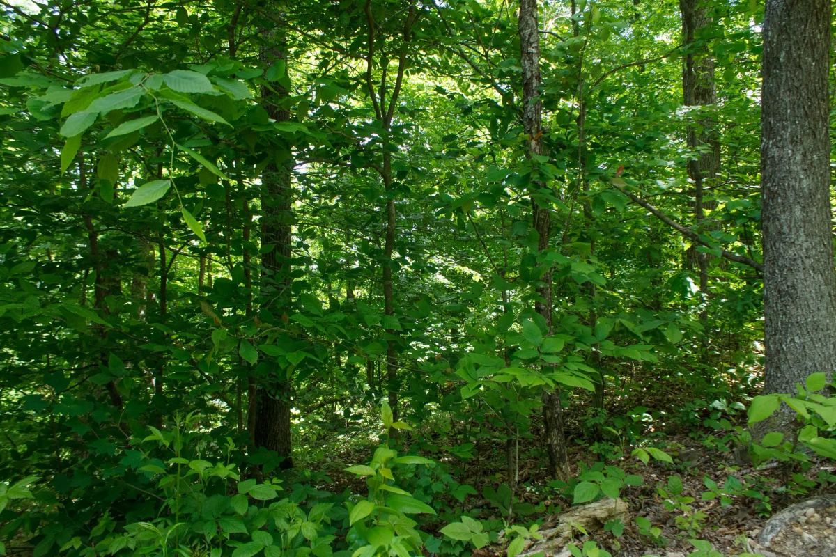 Decorative background for Riverbend Tract 13 image 7