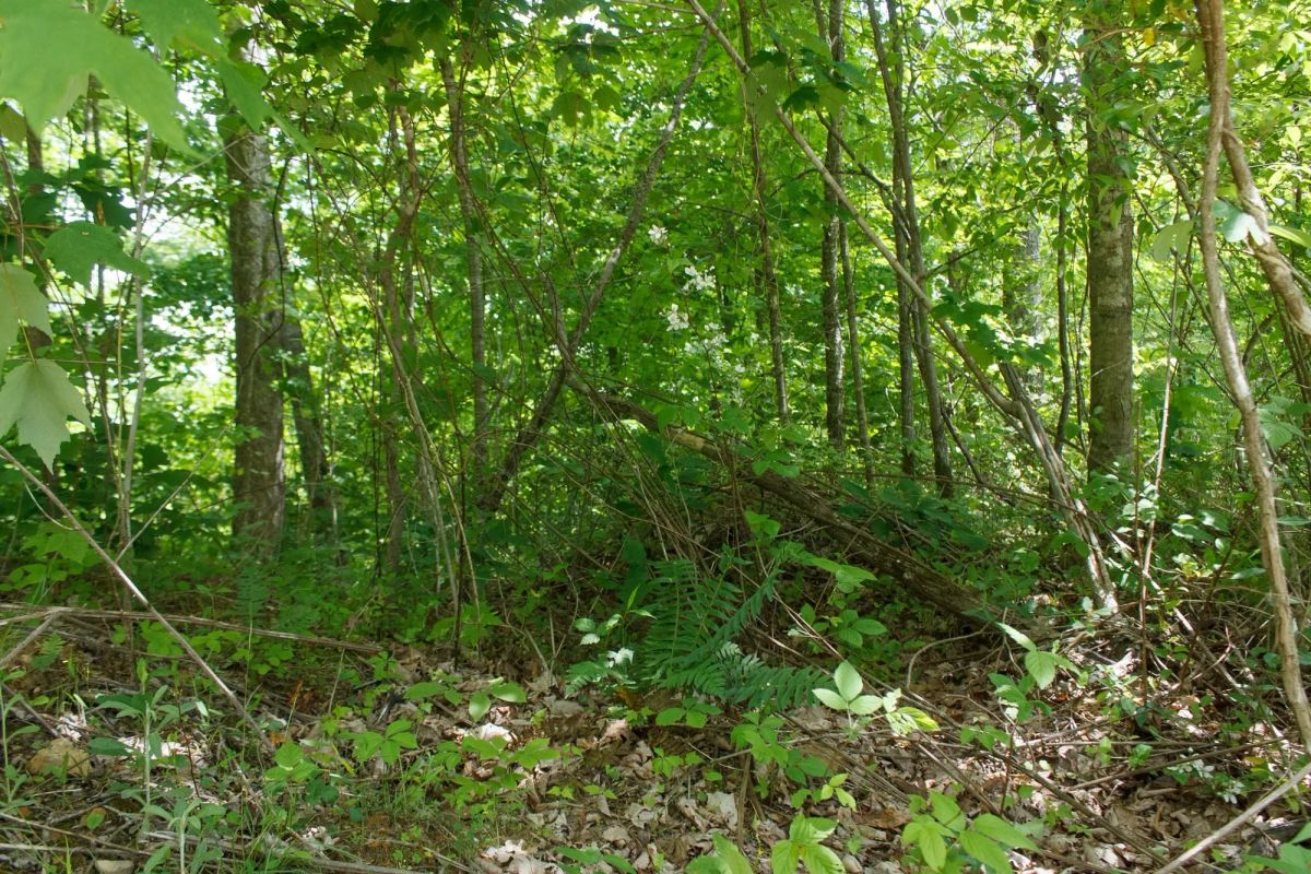Decorative background for Riverbend Tract 13 image 8