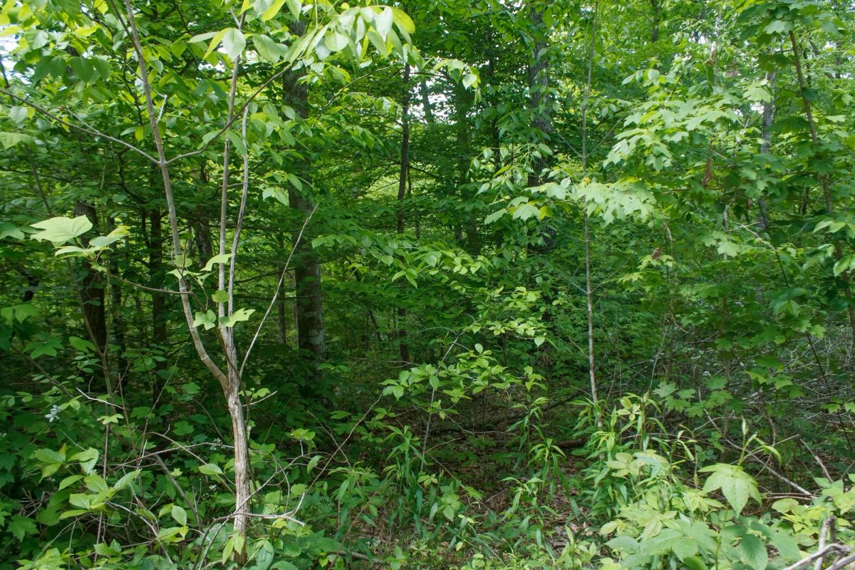 Decorative background for Riverbend Tract 13 image 9