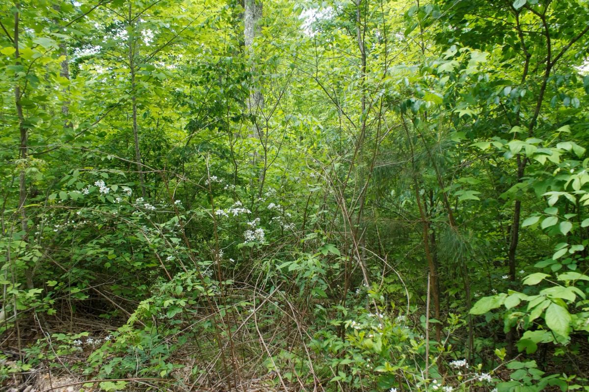 Decorative background for Riverbend Tract 13 image 10