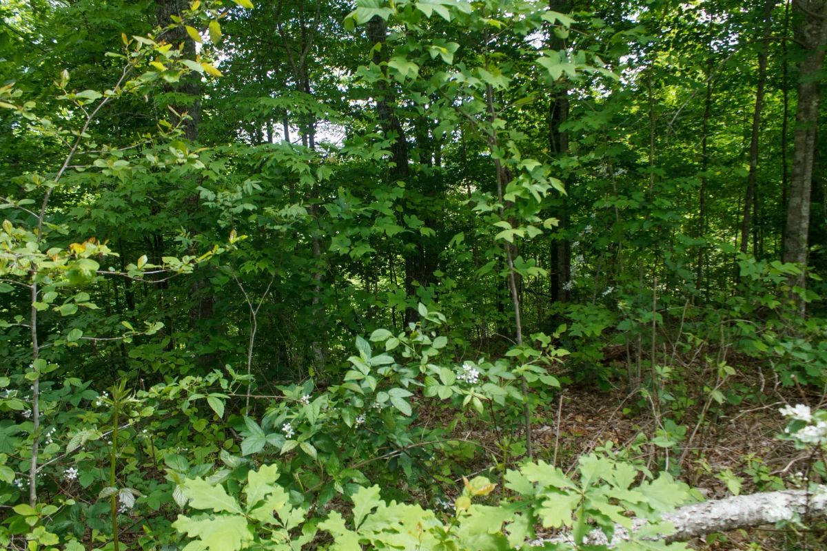 Decorative background for Riverbend Tract 13 image 11