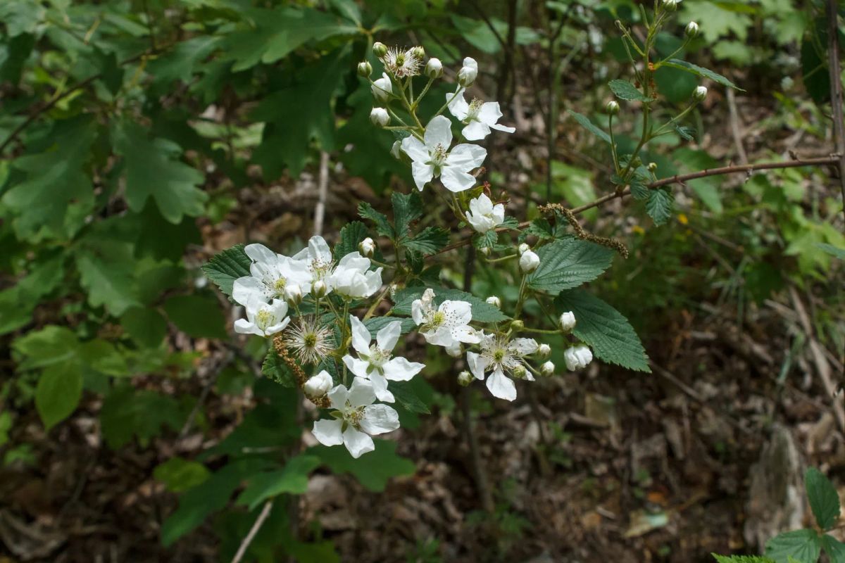 Decorative background for Riverbend Tract 13 image 12