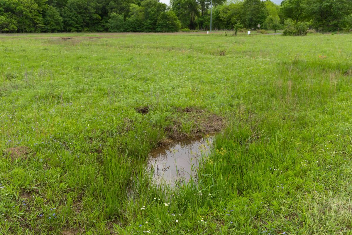 Decorative background for Harmony Hills Tract 31 image 5