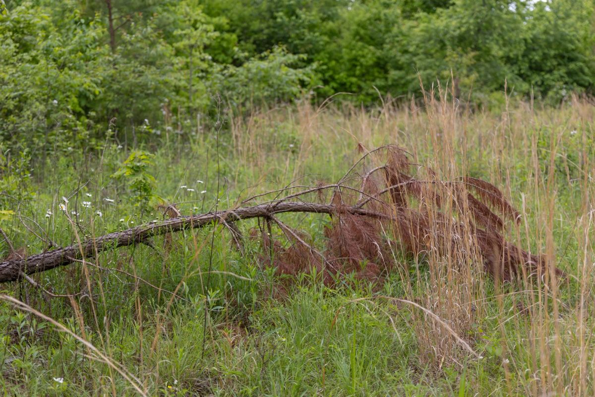 Sleepy Hollow Phase II Tract 66 - Image 3