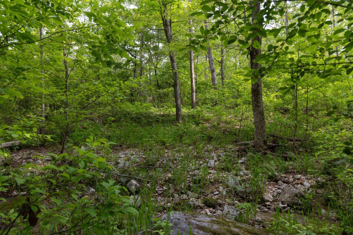 Sleepy Hollow Phase II Tract 66 - Image 4