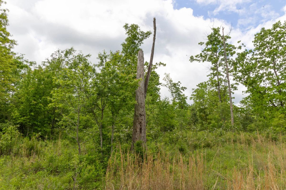 Decorative background for Sleepy Hollow Phase II Tract 66 image 6
