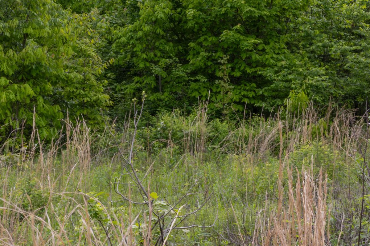 Decorative background for Sleepy Hollow Phase II Tract 66 image 8