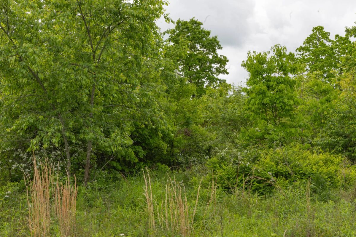 Decorative background for Sleepy Hollow Phase II Tract 66 image 9