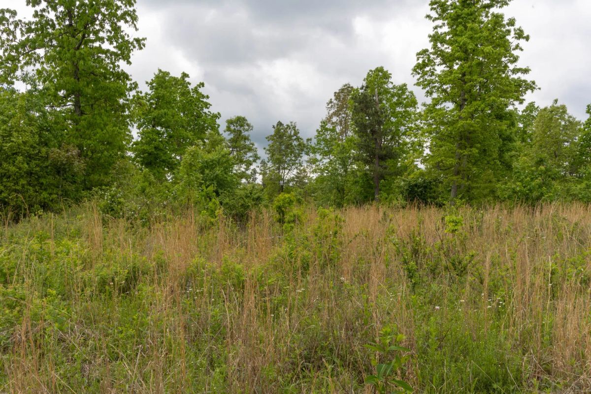 Decorative background for Sleepy Hollow Phase II Tract 66 image 10