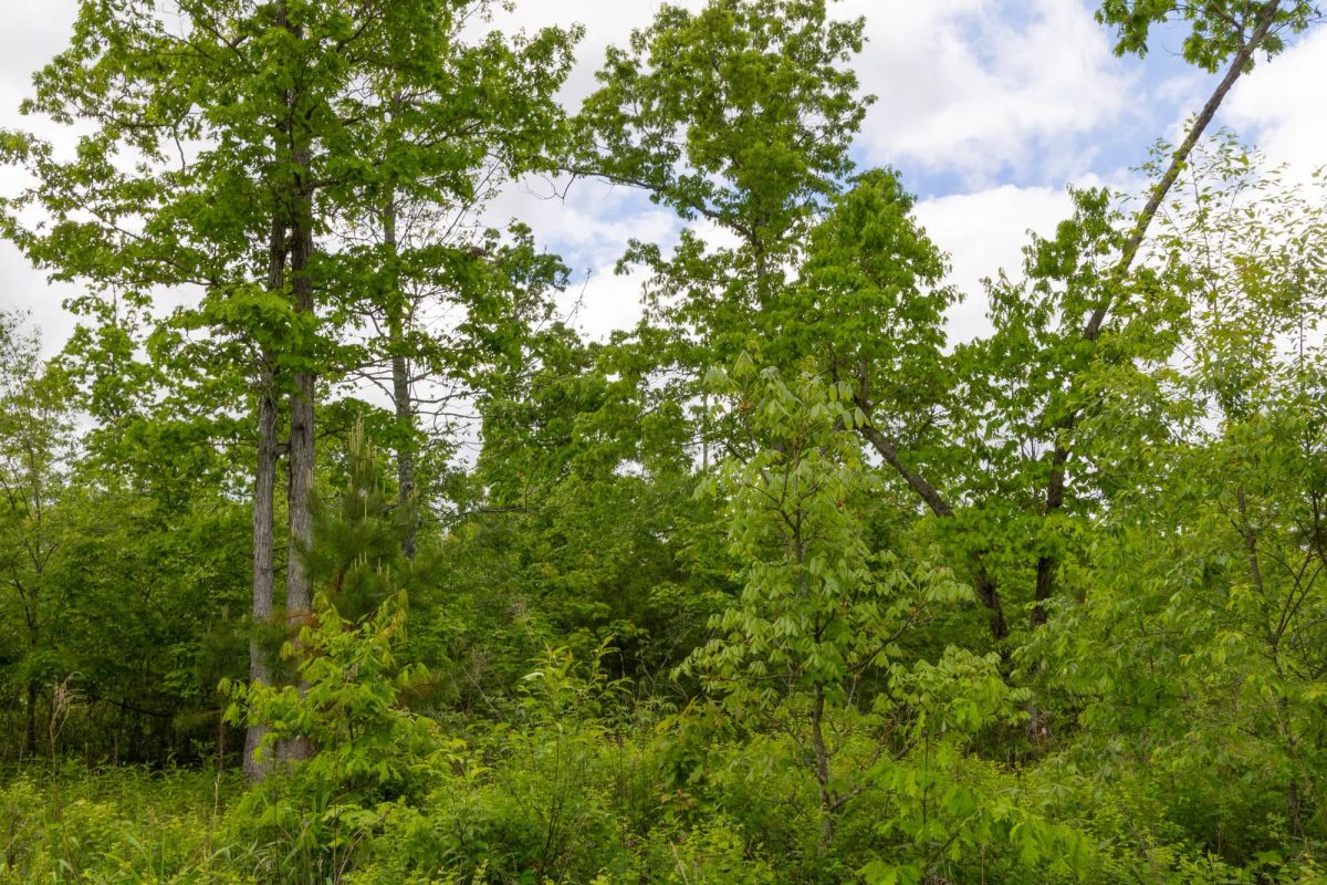 Decorative background for Sleepy Hollow Phase II Tract 66 image 11