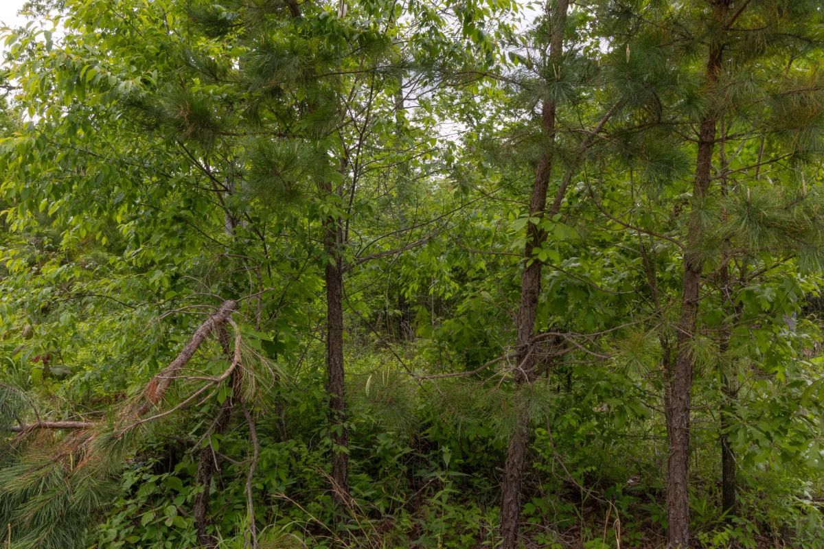 Decorative background for Sleepy Hollow Phase II Tract 66 image 12