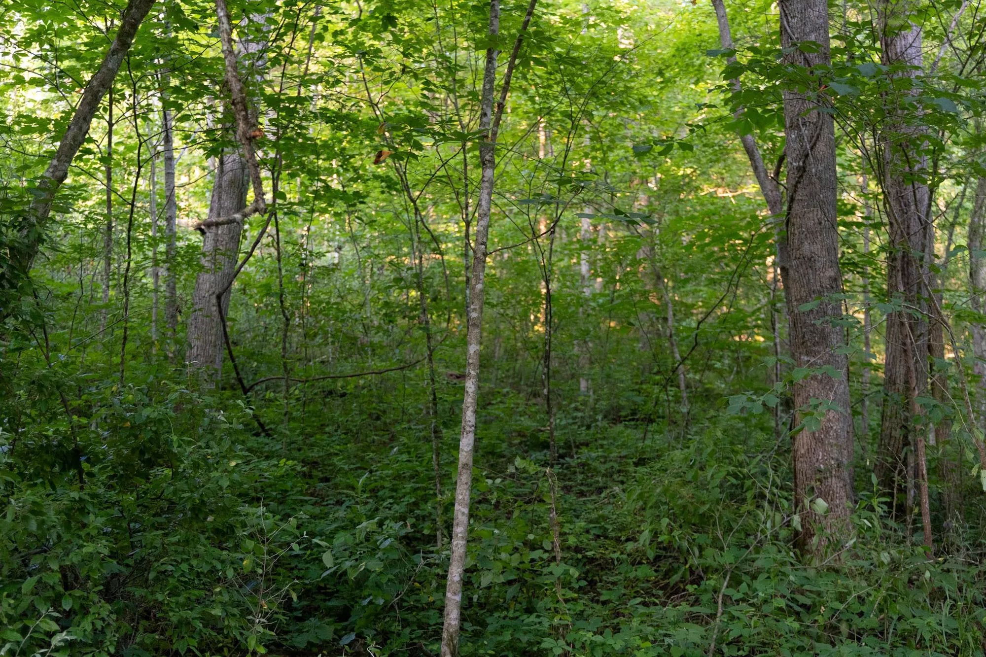 Creek Hollow Phase II Tract 62 in Rockcastle County, KY