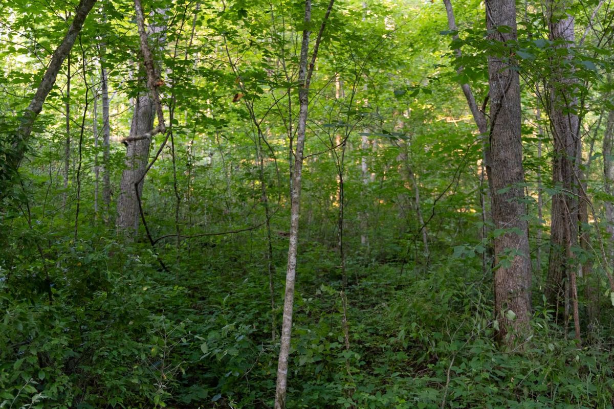 Creek Hollow Phase II Tract 62 - Image 3
