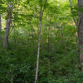 Creek Hollow Phase II Tract 62 in Rockcastle County, KY