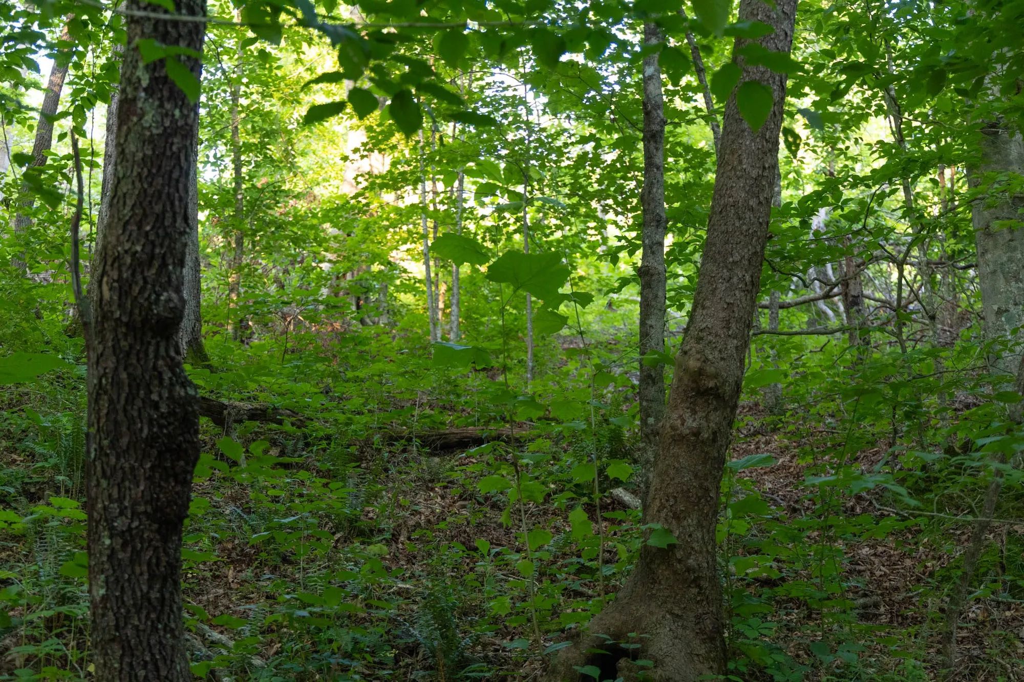 Creek Hollow Phase II Tract 62 in Rockcastle County, KY