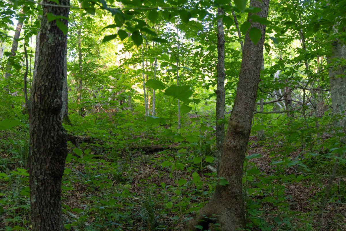 Creek Hollow Phase II Tract 62 - Image 4