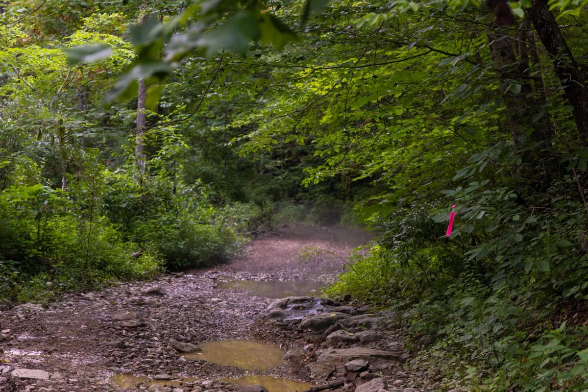 Decorative background for Creek Hollow Phase II Tract 62 image 5