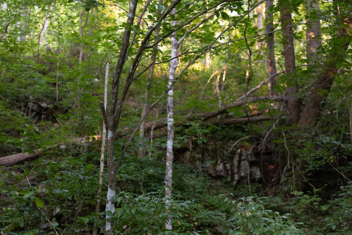 Decorative background for Creek Hollow Phase II Tract 62 image 6