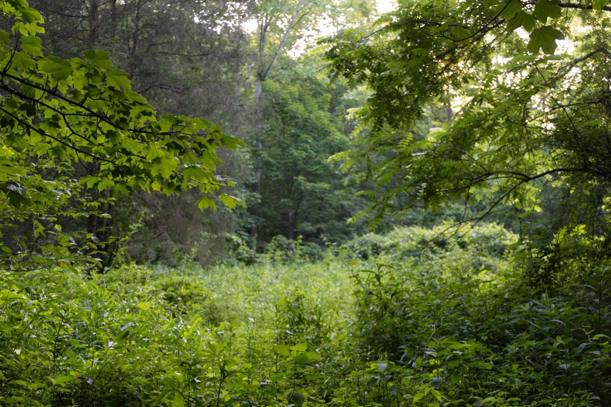 Decorative background for Creek Hollow Phase II Tract 62 image 7