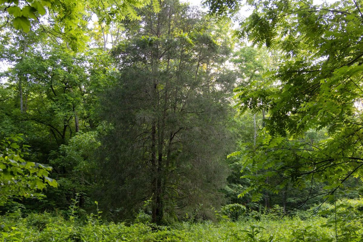 Decorative background for Creek Hollow Phase II Tract 62 image 8