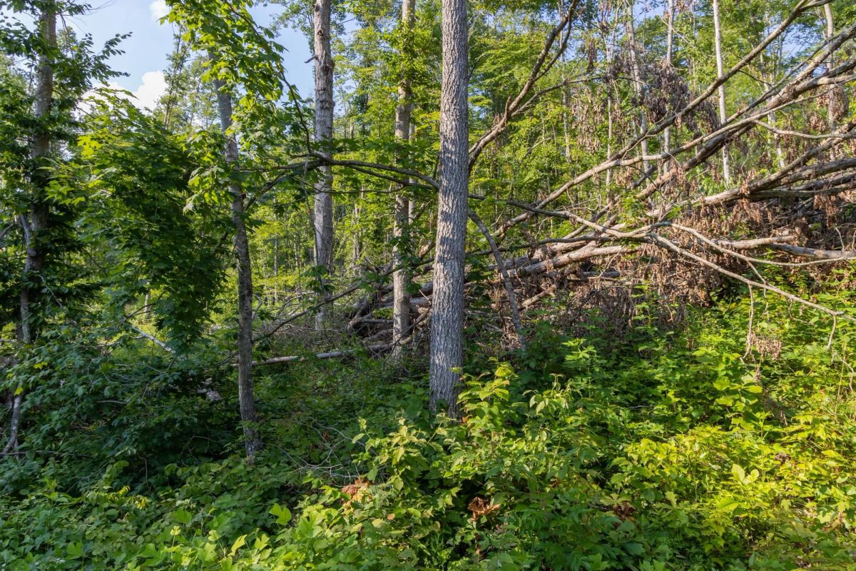 Creek Hollow Phase II Tract 84 - Image 3