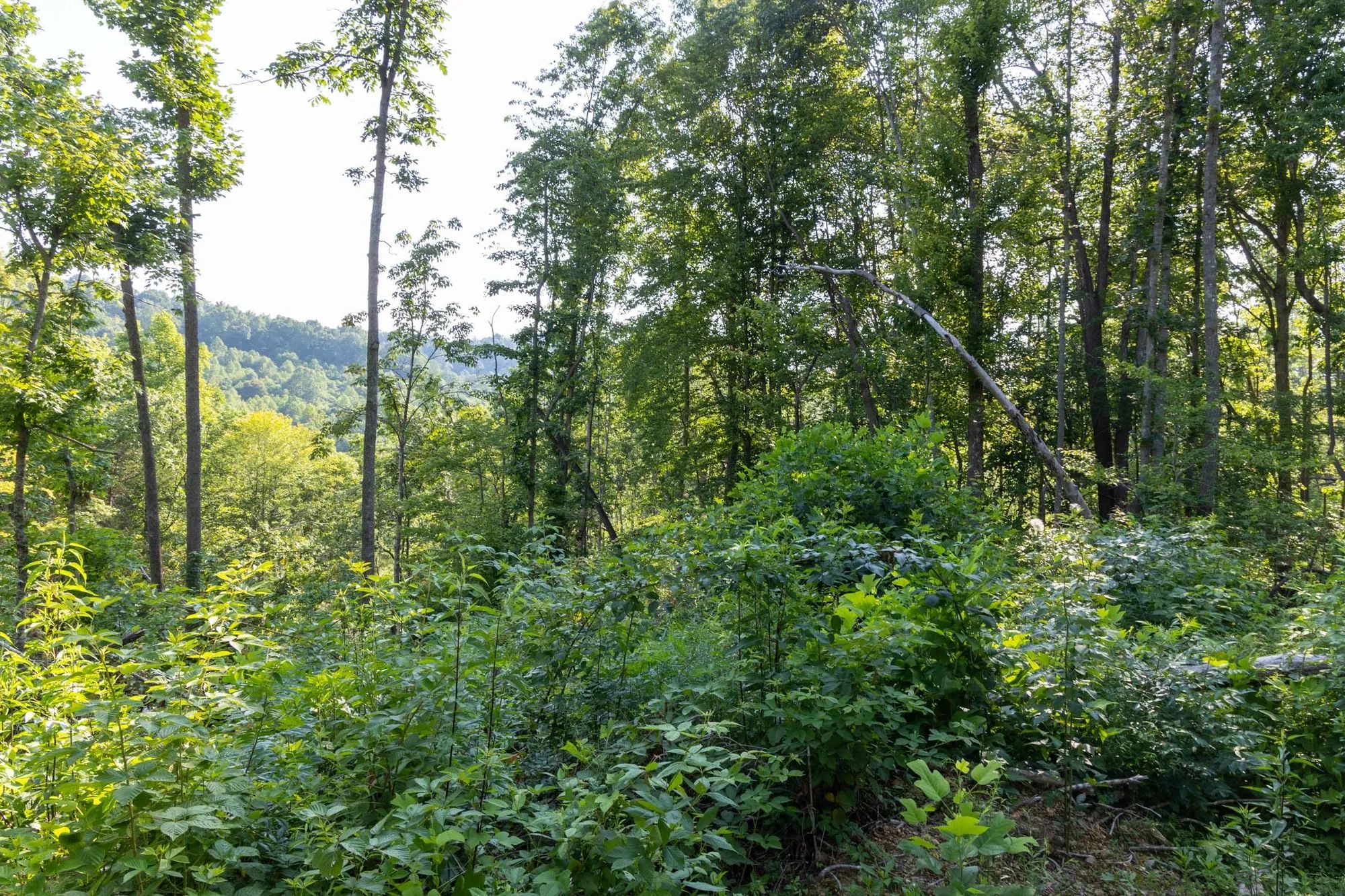 Creek Hollow Phase II Tract 84 in Rockcastle County, KY