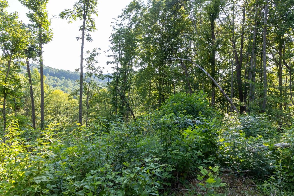 Creek Hollow Phase II Tract 84 - Image 4