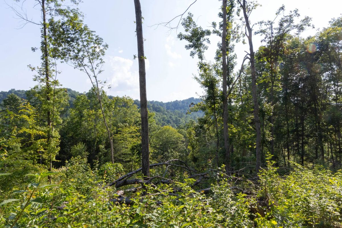 Decorative background for Creek Hollow Phase II Tract 84 image 6