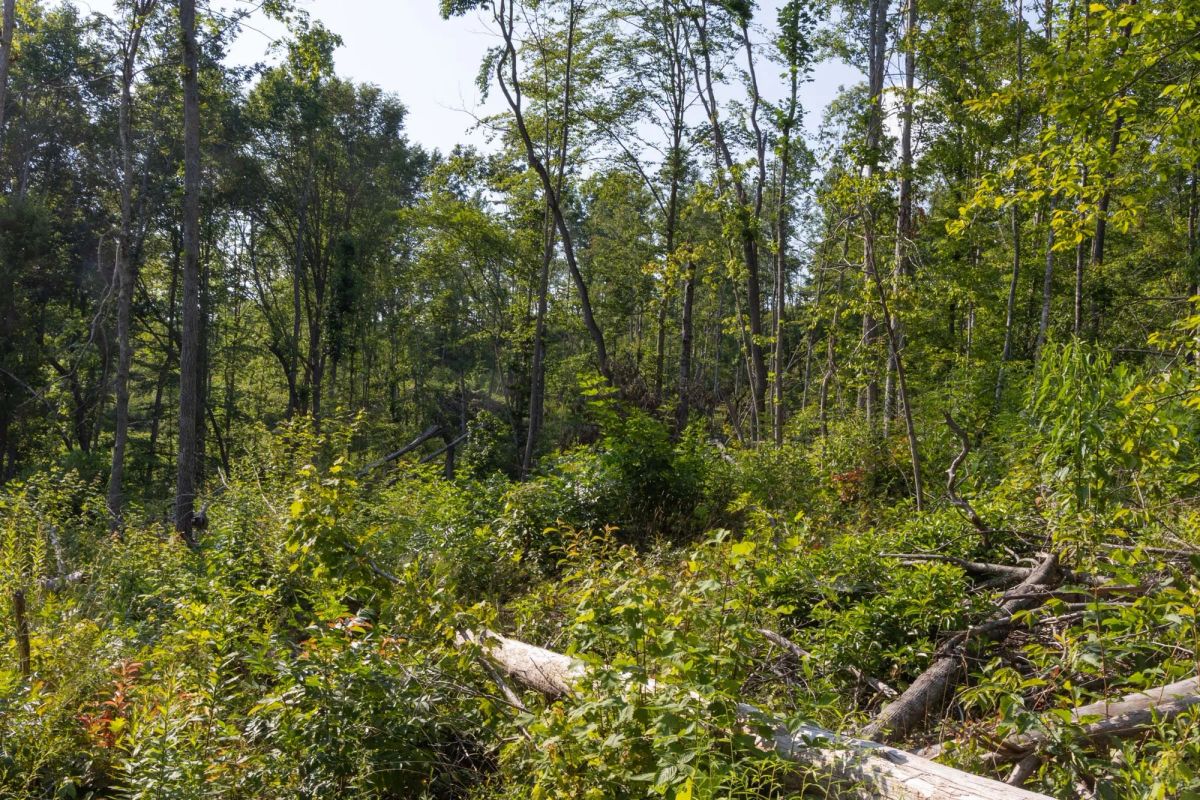Decorative background for Creek Hollow Phase II Tract 84 image 8