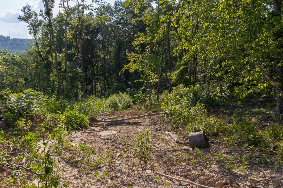 Decorative background for Creek Hollow Phase II Tract 84 image 9