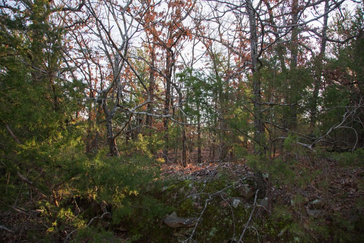 Decorative background for Eufaula Cove Tract 28 image 6