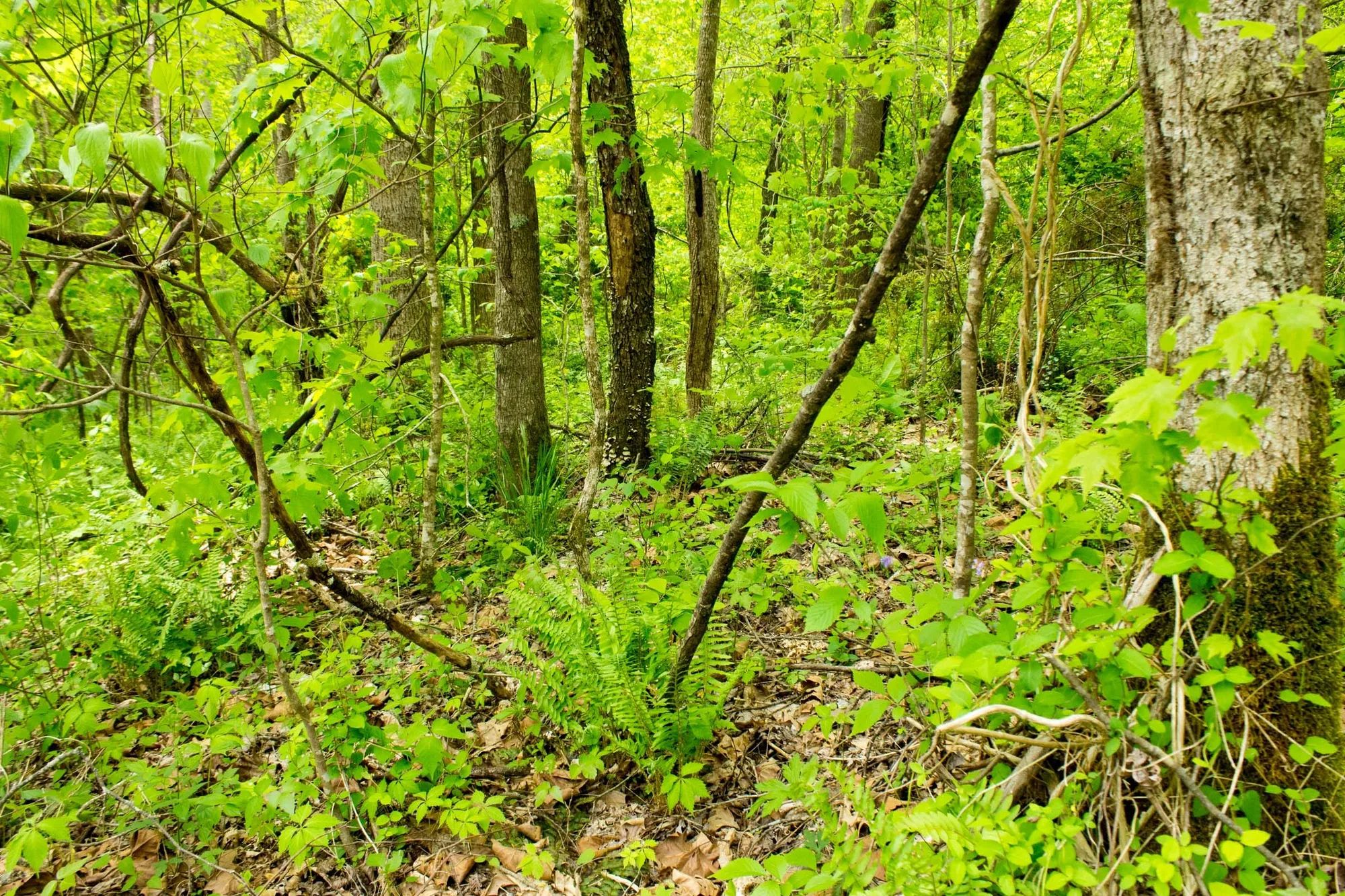Trails End Tract 14 in Rockcastle County, KY