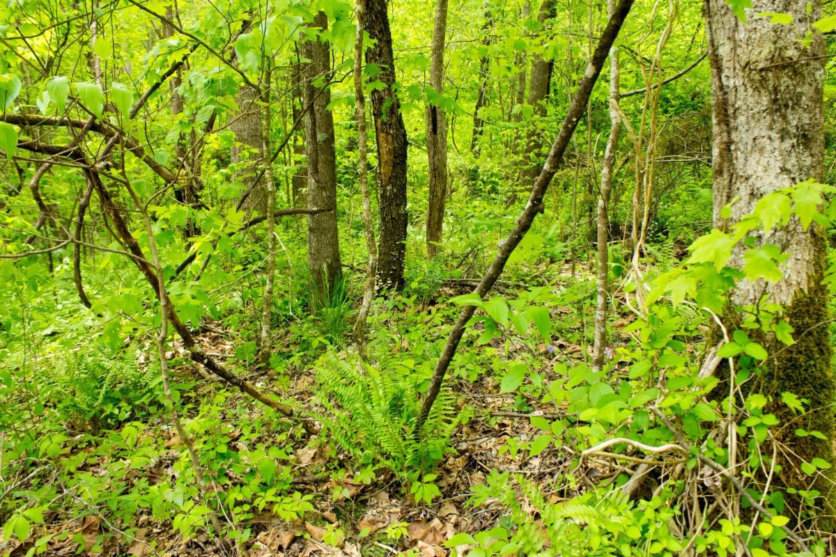 Trails End Tract 14 - Image 3