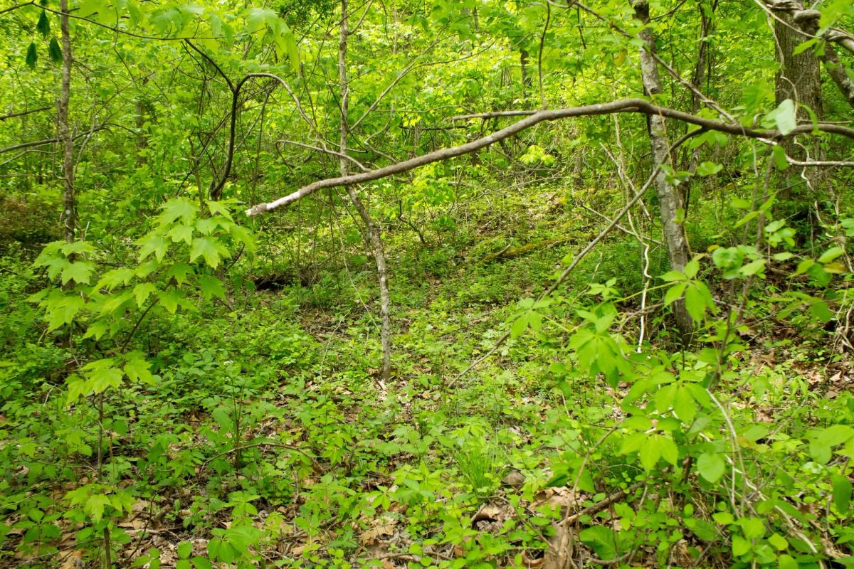 Trails End Tract 14 - Image 4