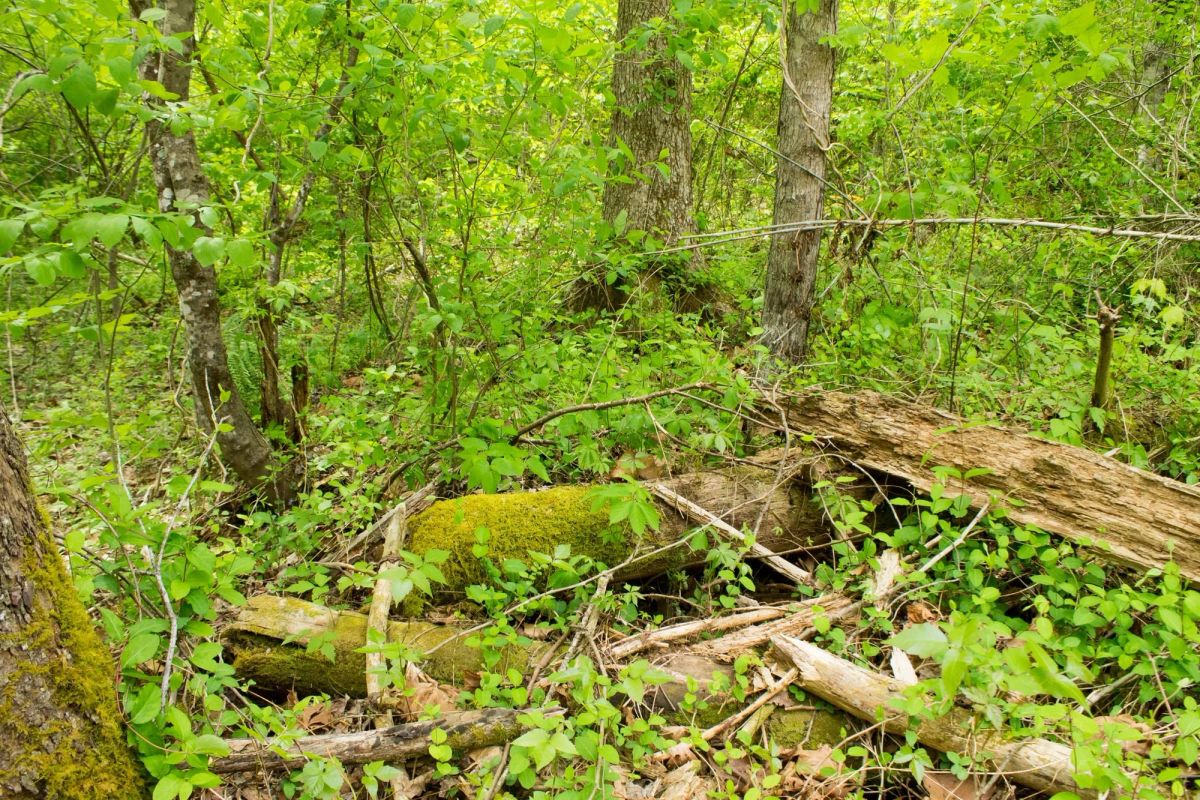 Decorative background for Trails End Tract 14 image 5