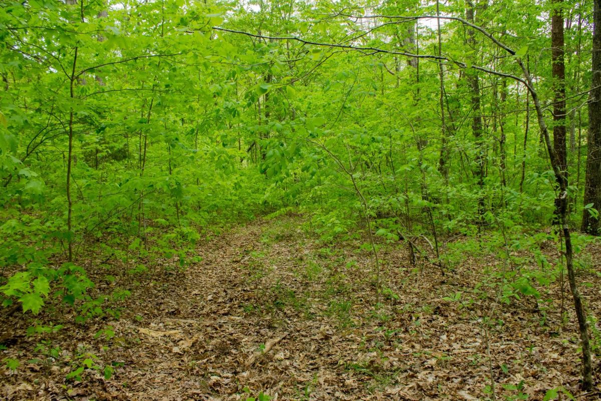 Decorative background for Trails End Tract 14 image 7