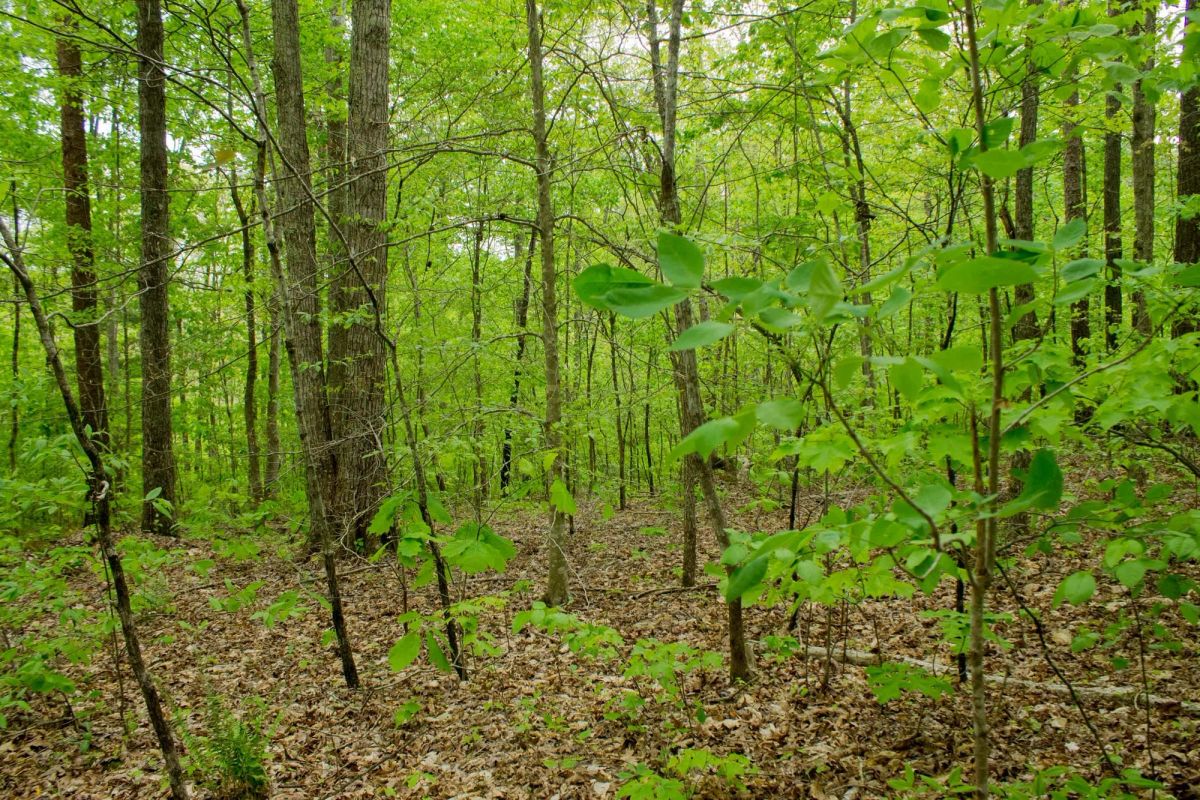 Decorative background for Trails End Tract 14 image 8