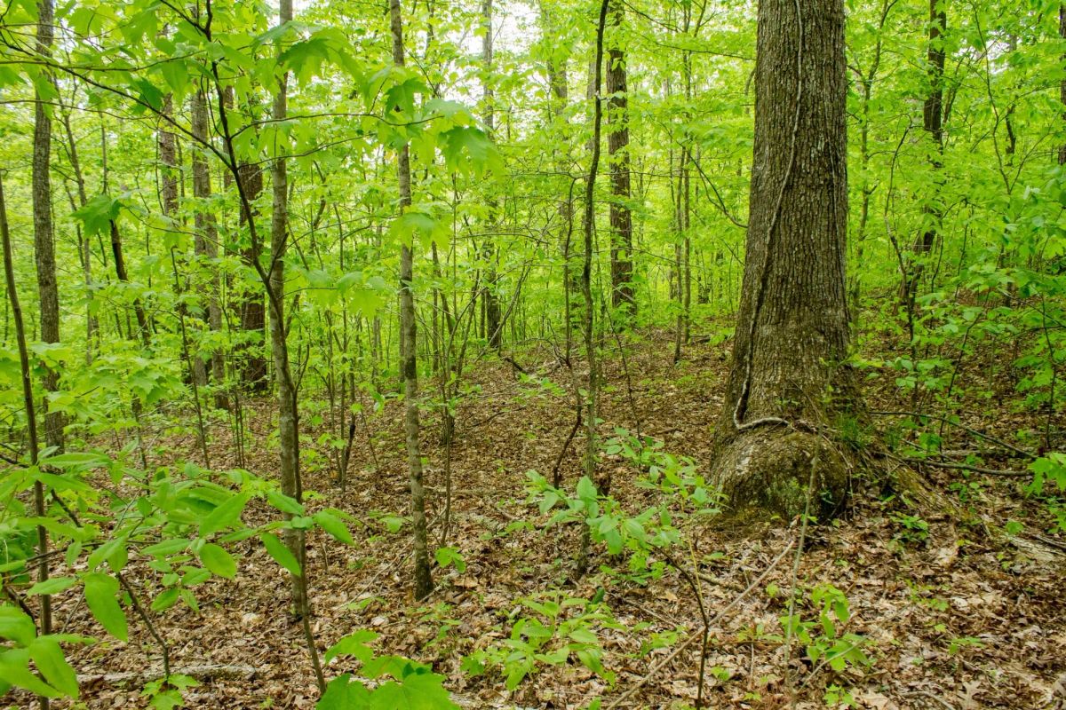 Decorative background for Trails End Tract 14 image 9