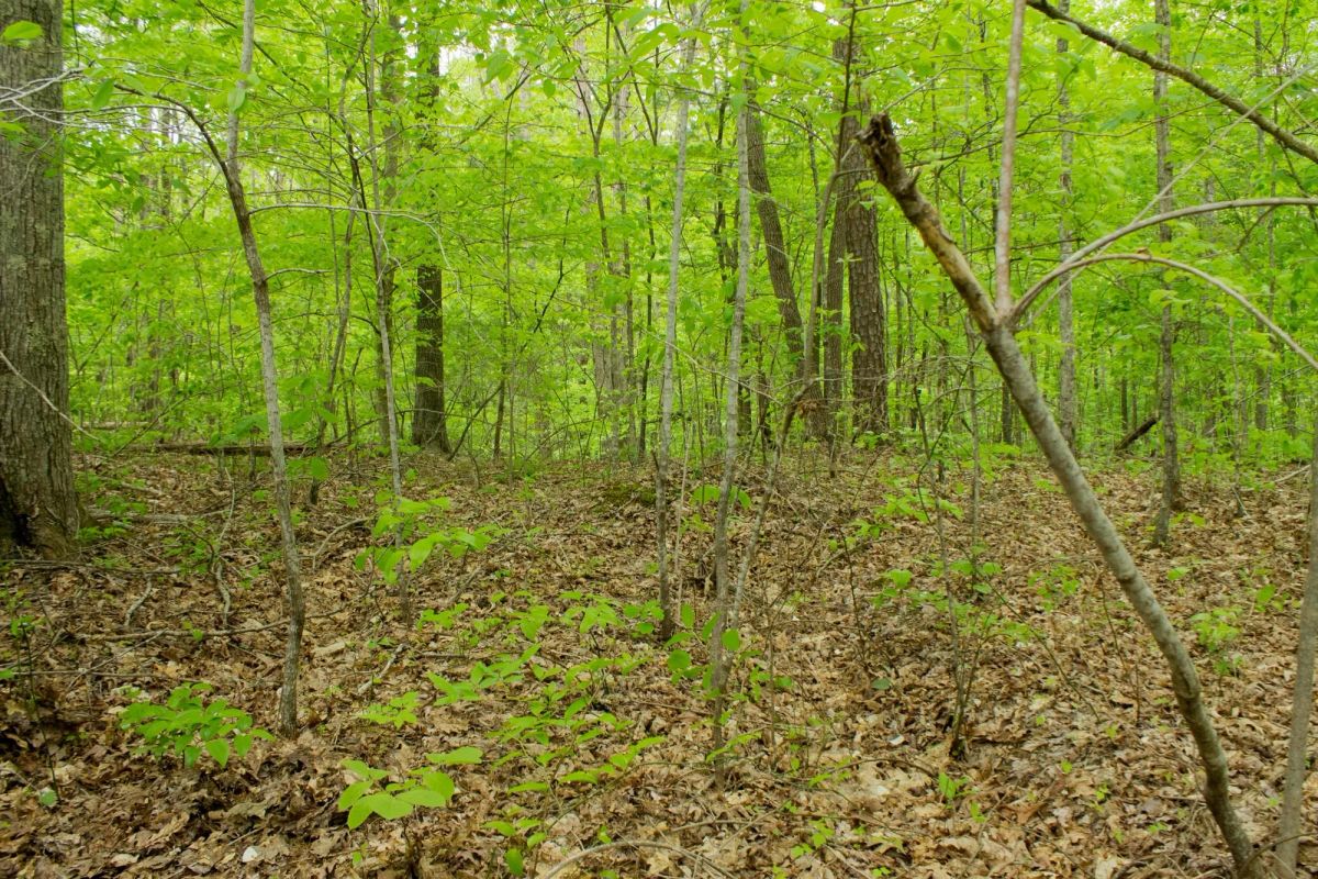 Decorative background for Trails End Tract 14 image 10