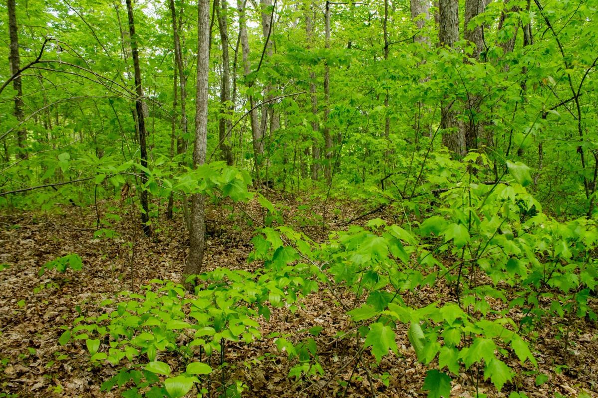 Decorative background for Trails End Tract 14 image 11