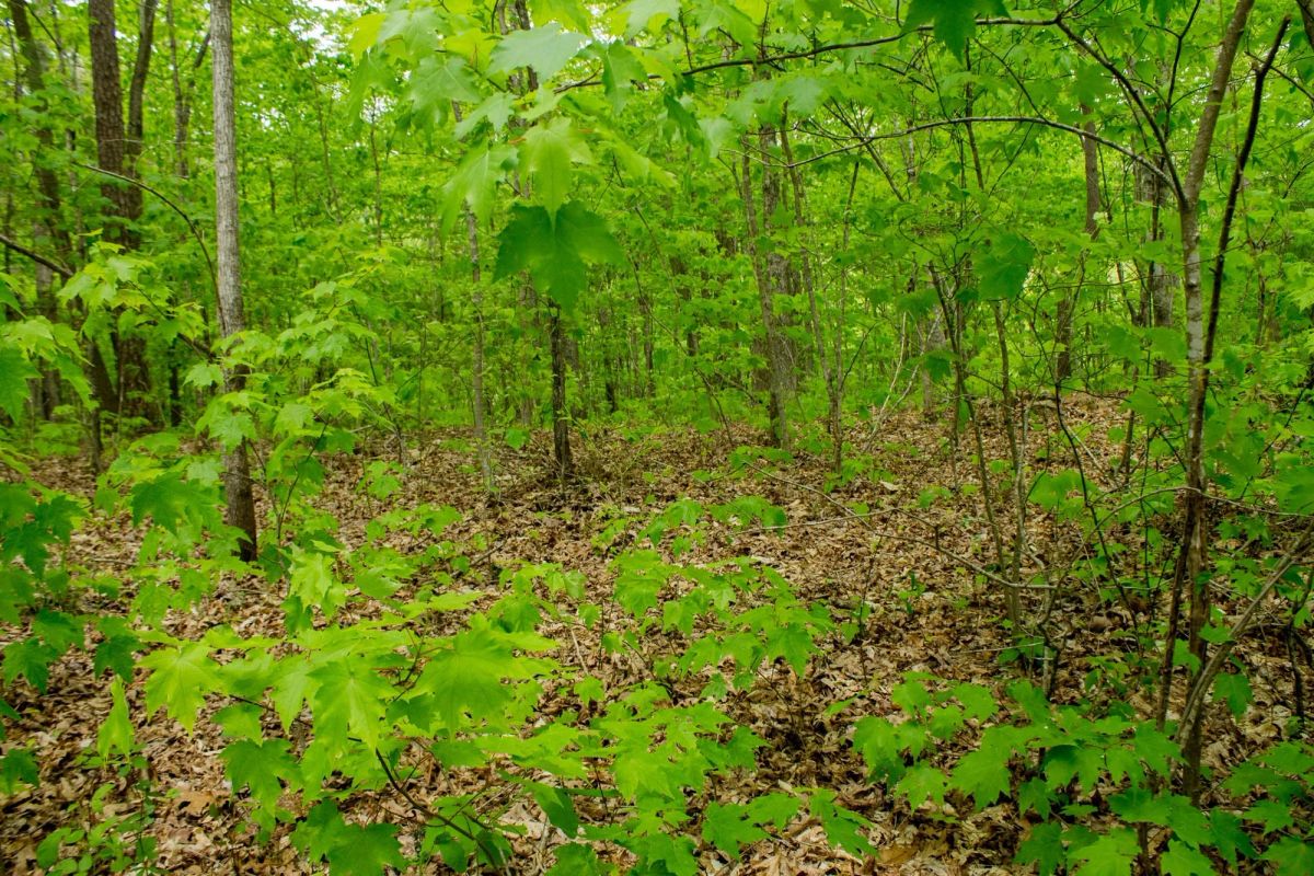 Decorative background for Trails End Tract 14 image 12