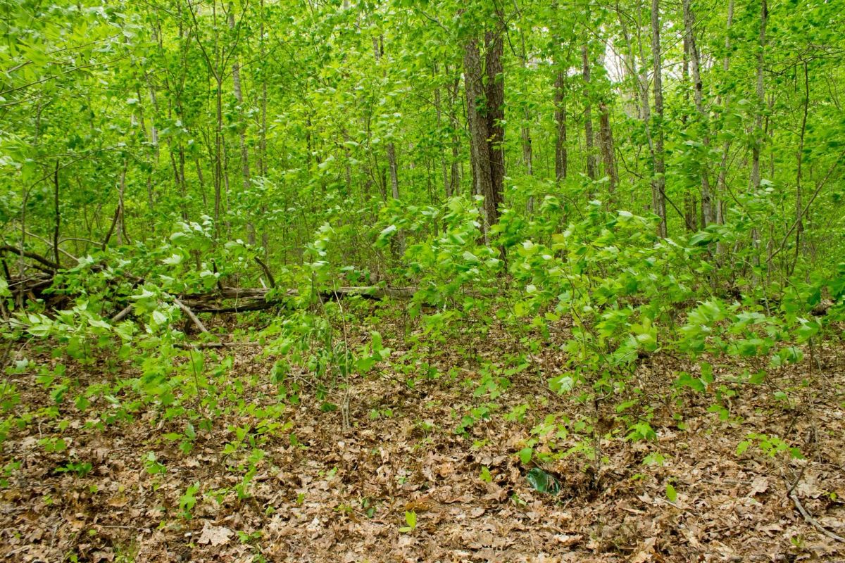 Decorative background for Trails End Tract 14 image 13