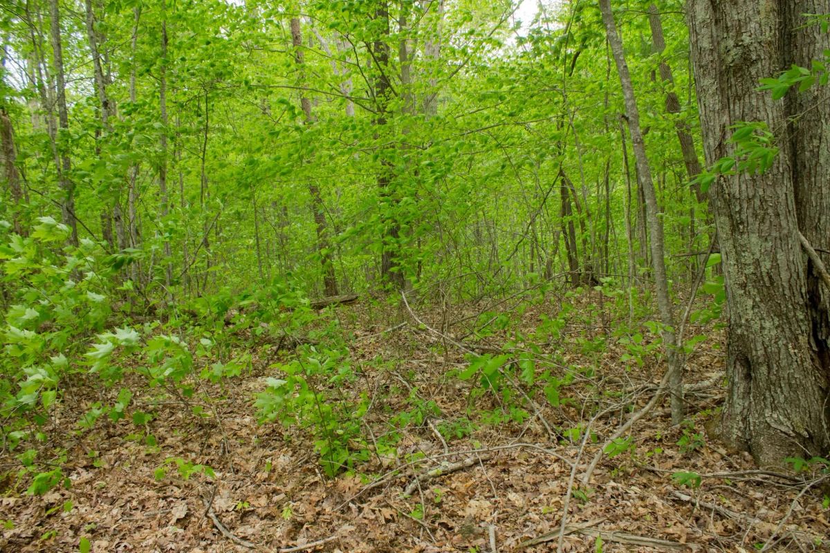 Decorative background for Trails End Tract 14 image 14
