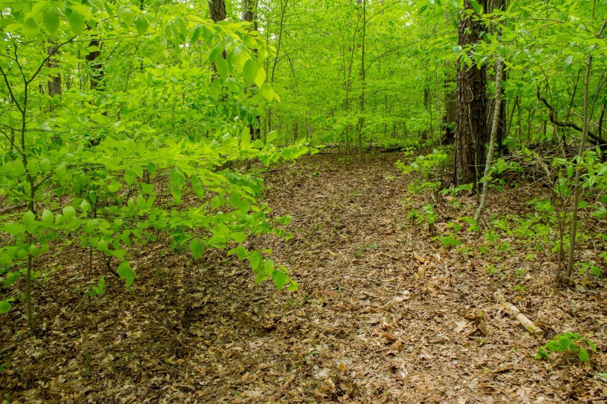 Decorative background for Trails End Tract 14 image 15